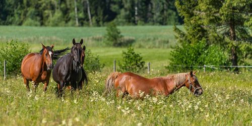 Hästnäringen omsätter över 30 miljarder