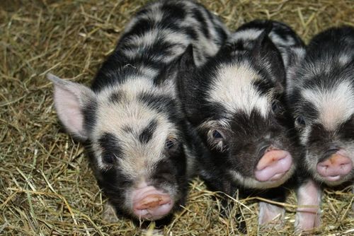 Stort upprop för ombudsman för djuren