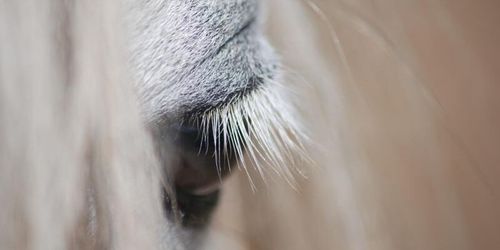 Tände eld på hästs täcke