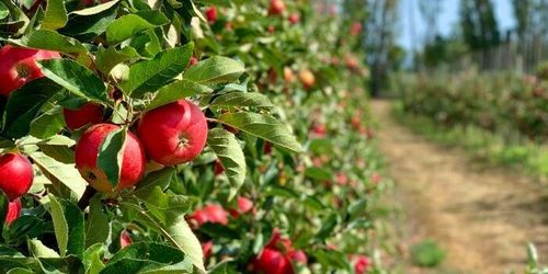 Bråda dagar för äppelodlarna