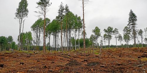 Sveaskogs slutavverkningsskogar krymper snabbt