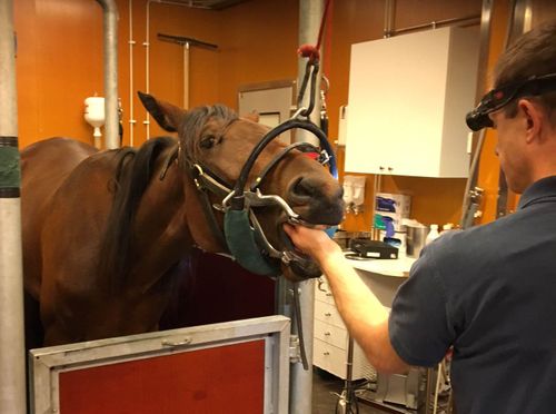 Nu finns möjlighet att teckna försäkring även för tandsjukdomar hos häst.