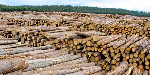 Nedåt för virkespriserna