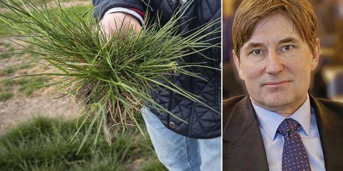 Risk för bakslag för nya vallfröodlare