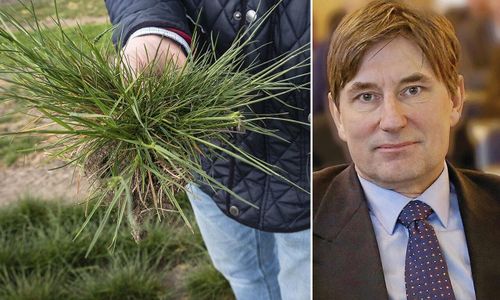 Risk för bakslag för nya vallfröodlare
