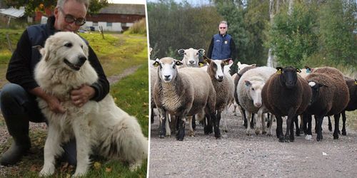Här skyddar vakthundar fåren från rovdjur