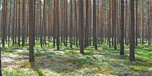 Lättnader för skogsbruket i läckt förslag om klimatkriterier