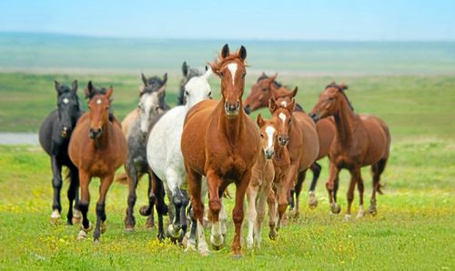 Här är populäraste hästnamnen