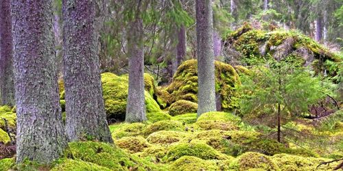 Ny granskning kritiserar skydd av skogen