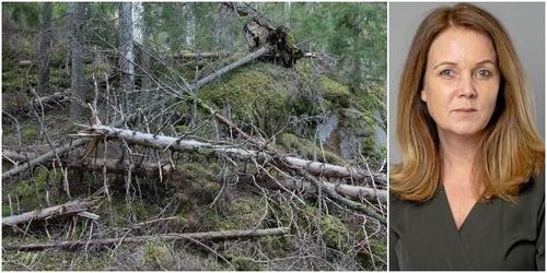 Nu ska knutarna i skogen lösas upp