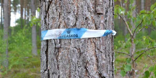 Missade sex av sju gränser