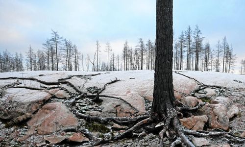 Miljonböter efter skogsbranden