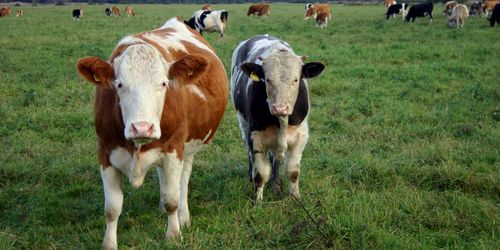 Polen inför märkning för gmo-fritt kött