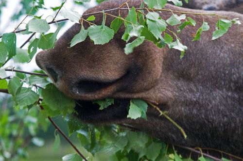 Älgen orsakar stora skador på skogen i norr även om den föredrar tall och gran.