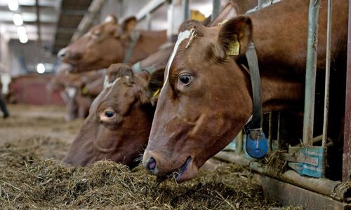 De gör kreatursfoder av flis