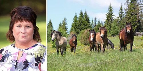 LRF: ”Vi arbetar intensivt för hästföretagarna”