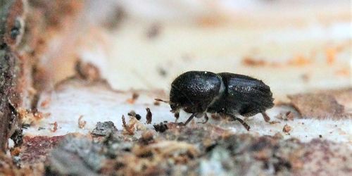 Uppåt igen för borrarna