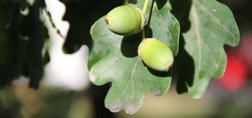 Därför vill forskare kartlägga ekollondoft
