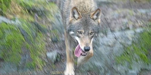 Varg skjuten i Skåne