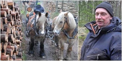 Modernt skogsarbete med äkta hästkrafter