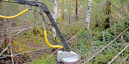 Skogsägare: ”Nej tack till röjningsbidrag”