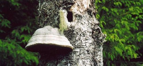 Skogsstyrelsen: "Pengarna räcker"