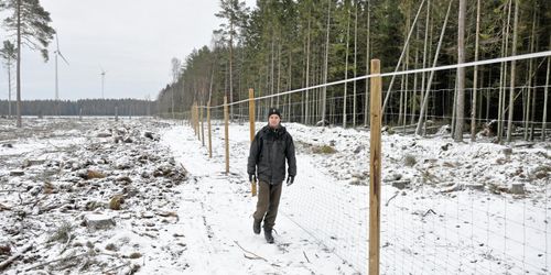 Hägn ska skydda tallodlingen