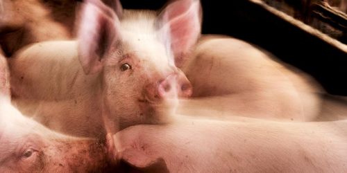 80 grisar svalt ihjäl – man åtalas