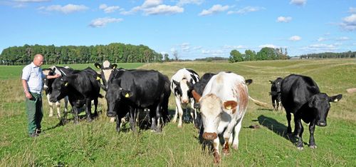 Minskad lönsamhet för naturbeteskött