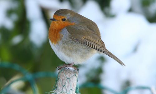 Miljoner småfåglar dör under olivskörden