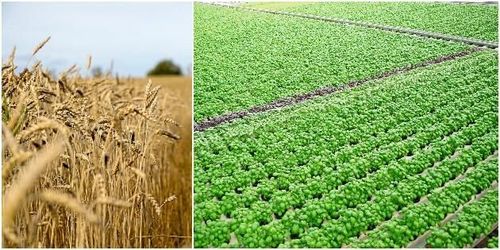 Uppåt för trädgårdsnäringen i pandemin