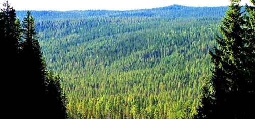 Finland firar 100 år - skogen byggde landet