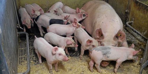 Fortsatt svindyrt med semintransporter i norr