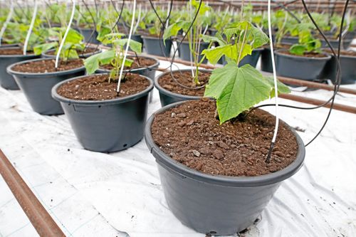 Kompromiss för svenska växthusodlare