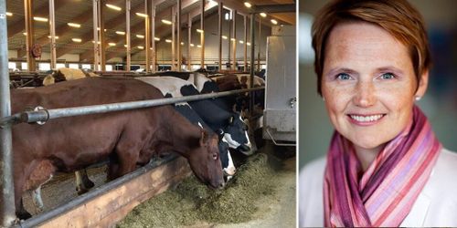 LRF positivt till klassningen som ska trygga barnomsorgen