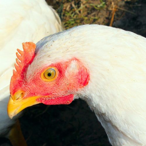 Kräver höjda äggpriser inom två veckor