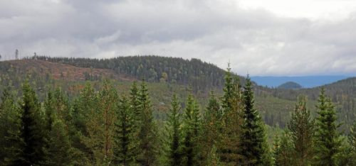 Jakt och renbete hotas när skogen säljs