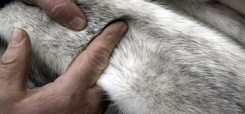 Minkgigant i konkurs