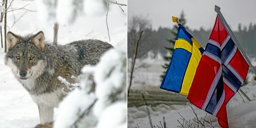 Mellanskog nobbar rovdjursprojekt