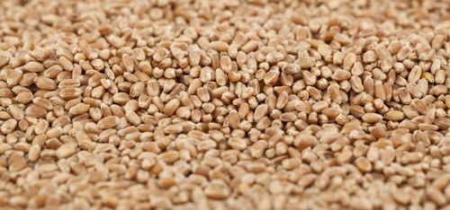 Varaslätten delar ut 14,2 miljoner till medlemmar