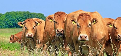 Djurbönder drabbas av orimliga villkor