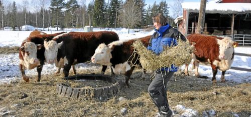 ”Förr blev de glada på slakteriet när man ringde”