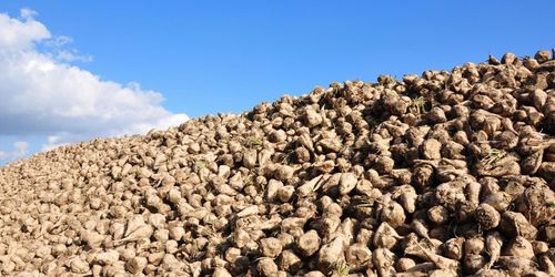 Kan få dispens för neonikotinoider