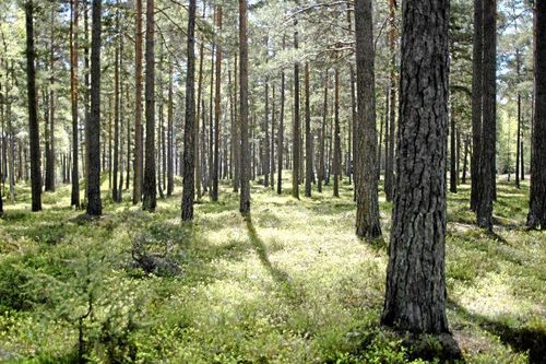 Mellanskog JO-anmälde Skogsstyrelsen