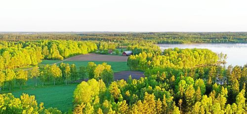 Mer lövskog ger mer jobb - men sämre ekonomi
