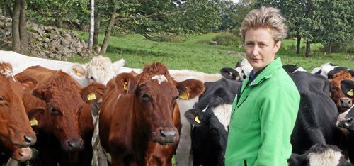 Rådgivare: Därför bör du prioritera kvigan