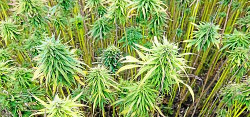 Danska bönder hakar på legaliseringsvåg