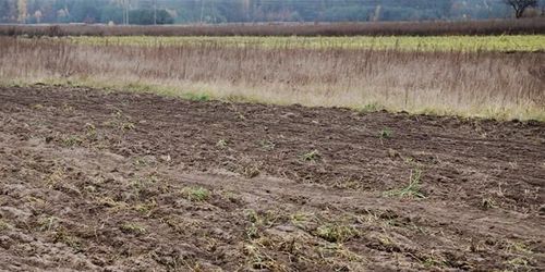 Historiskt litet vårbruk väntar