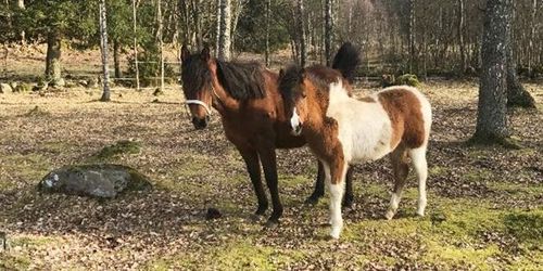 Vanvårdade hästar söker nya ägare