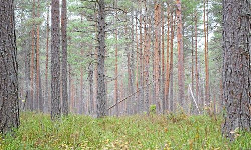 Bästa resultatet någonsin för Sveaskog